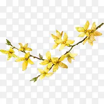 黄色手绘花朵树枝清新