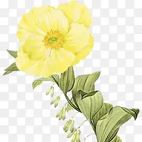 花黄色花朵手绘黄花
