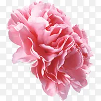 粉红色设计效果卡通植物花朵