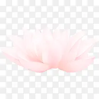 粉红色花朵卡通植物效果