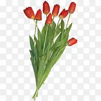 红色鲜花