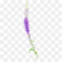 春天手绘紫色鲜花植物