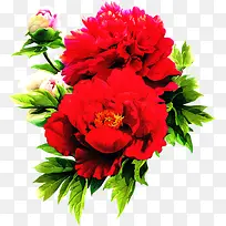红色鲜花花朵风景