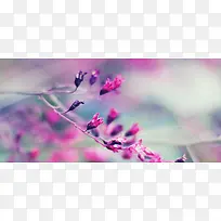 红色花朵背景