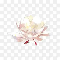 手绘唯美白色鲜花