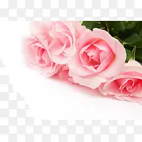 粉色玫瑰鲜花