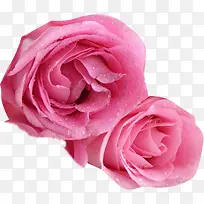 粉色玫瑰鲜花植物新鲜