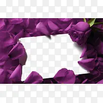 紫色书函