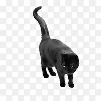 黑色的猫png素材
