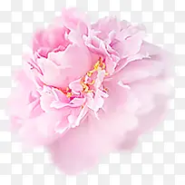粉色盛开花朵唯美