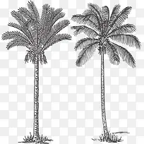 槟榔树棕榈科