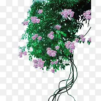 紫藤花绿色植物矢量图
