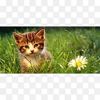 草地上的小猫