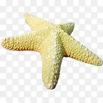 夏日沙滩海边海星磨砂