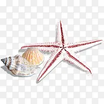 夏日海边沙滩海星效果