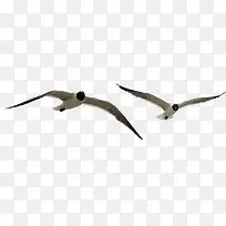 在海边自由飞翔飞翔的海鸥