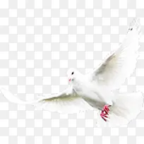 白色飞翔和平鸽子