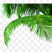 高清摄影绿色沙滩粽子树