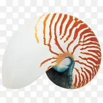 沙滩海螺