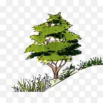 手绘水彩绿色松树