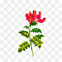 手绘植物花卉