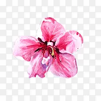 粉色花朵
