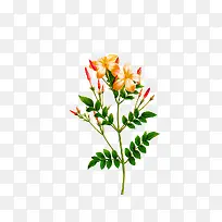 手绘植物花卉