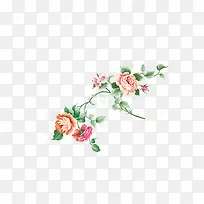 彩绘牡丹花朵