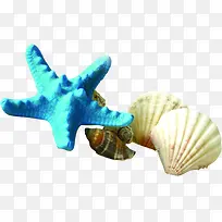 海星贝壳类素材