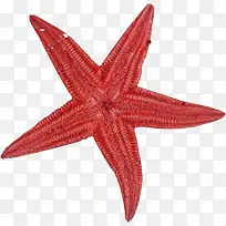 红色五角海星装饰