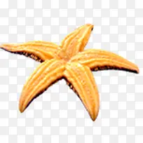黄色海星小的