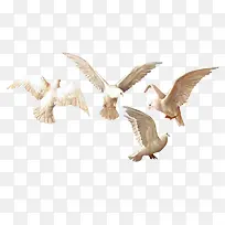 白色飞翔鸽子禽类