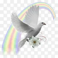 彩虹下的和平鸽