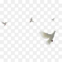 飞翔的白色鸽子鸟类