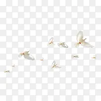 飞翔的白鸽