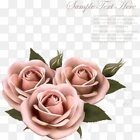 玫瑰花朵粉色中国风