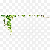 绿色清新春天漂浮植物藤蔓