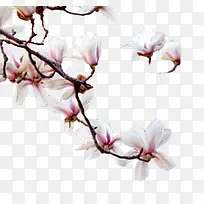 一枝玉兰花