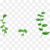 春天绿色藤蔓植物树叶