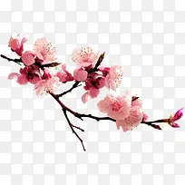 中国风高清桃花花朵
