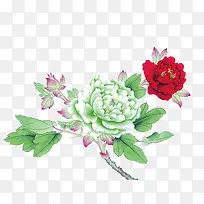 牡丹花 中国风 花朵
