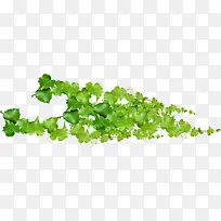 春天绿色手绘藤蔓植物