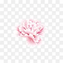 牡丹花 中国风 花朵