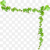 藤蔓绿色植物清新装饰