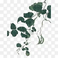 绿色植物叶子藤蔓