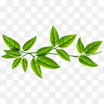 手绘树叶藤蔓免抠素材