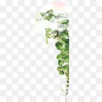 藤蔓花边