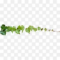 清新文艺绿色植物藤蔓
