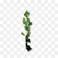 藤蔓植物