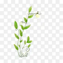 手绘植物
